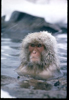 Snow Monkey by Co Rentmeester