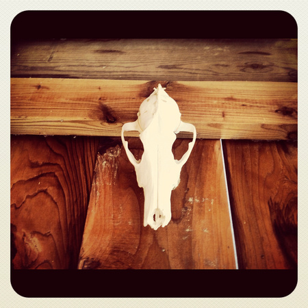 Skull at Prairie Found Studio
