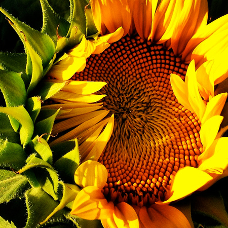 Emerging Sunflower
