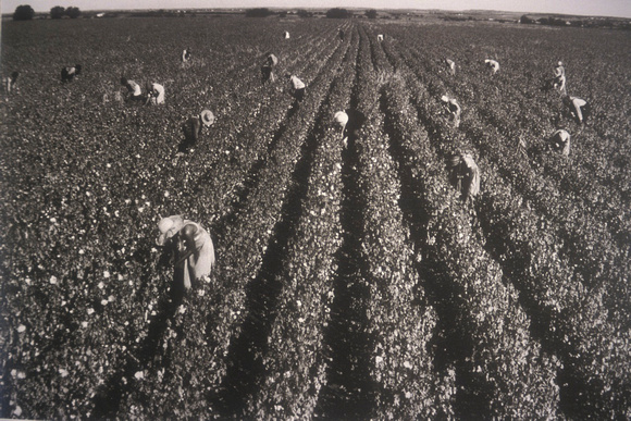 Cotton Pickers, Gordon Parks