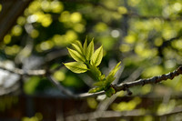 Intro to Digital Photography