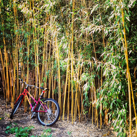 Bike & Bamboo, East Lawrence