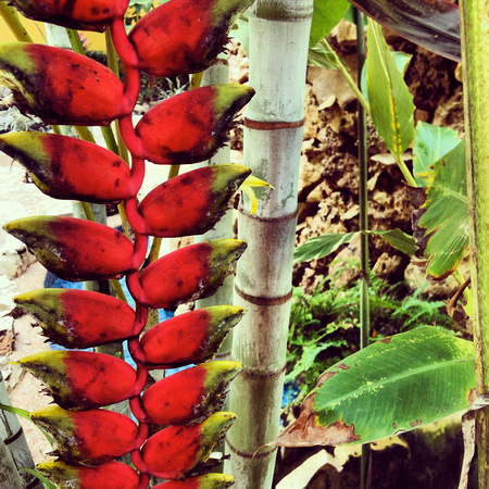 Unidentified Flora, Palenque