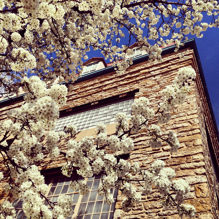 Pear Tree Blossoms and Reuter Organ Building